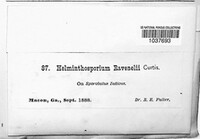 Curvularia ravenelii image